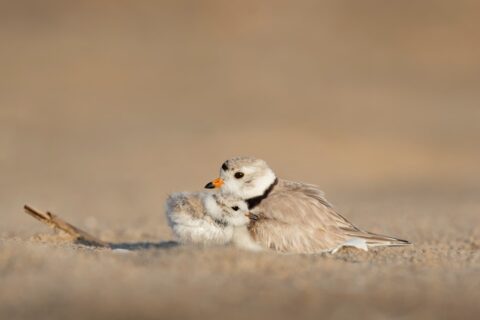 picture of a mom bird holding a baby bird in the sand