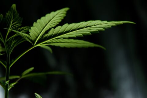 photo of a marijuana leaf