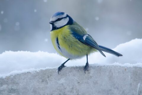 bird perched on a bit of ice