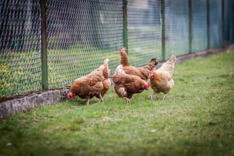 chickens on a pasture